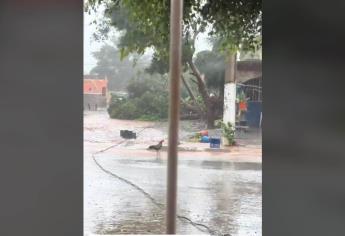 Momento exacto en que una gallina es arrastrada por el paso de «Norma» en Los Mochis | VIDEO