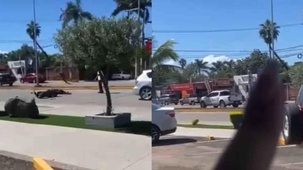 Mujer motociclista se enreda con cables en bulevar de Los Mochis; la hospitalizan | VIDEO