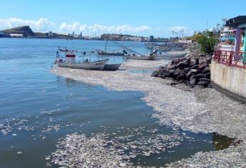 Pescadores rescatan a Topolobampo de la invasión de papa marina