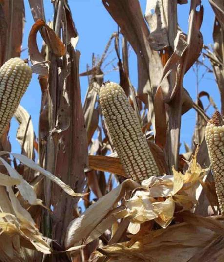 «Precio del maíz no está fijo, es un esquema de comercialización»: Campesinos Unidos de Sinaloa