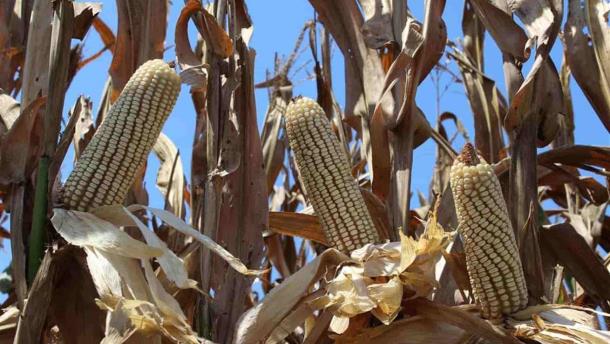 Sinaloa aspira a sembrar la mitad del maíz que sembró el año pasado 