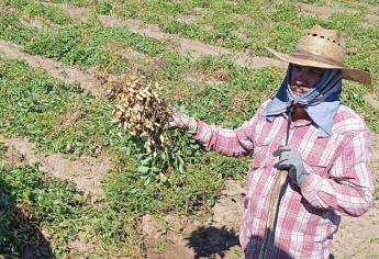 Desde Choix, garantizan abasto de cacahuate para fiestas y posadas
