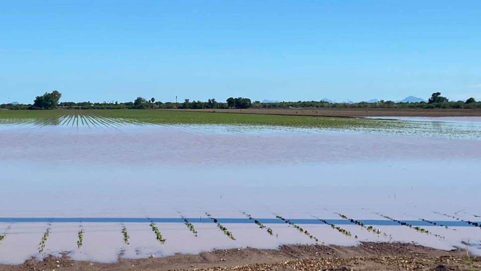 Tormenta Norma daña miles de hectáreas de estos cultivos en Sinaloa