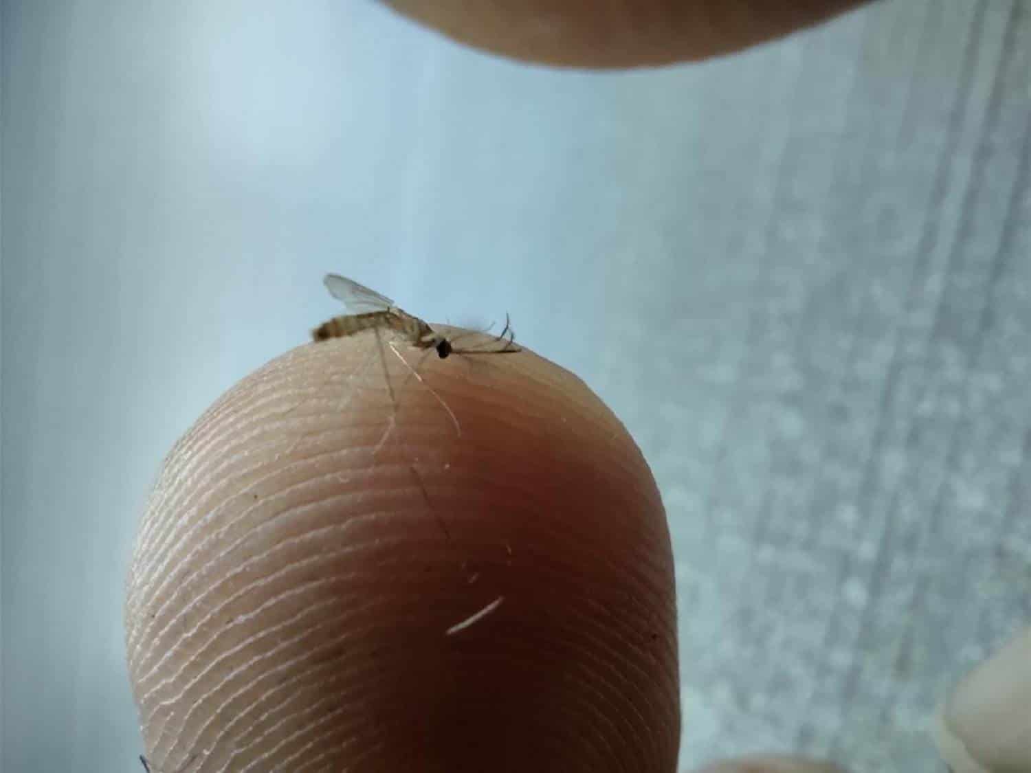 Mosco del dengue. FOTO: Luz Noticias.