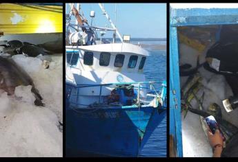 Retienen barco mazatleco en BCS con una tonelada de marlin, atún y dorado