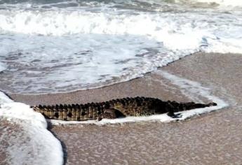 Alertan por cocodrilo en playas del norte de Mazatlán