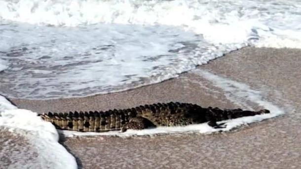 Alertan por cocodrilo en playas del norte de Mazatlán