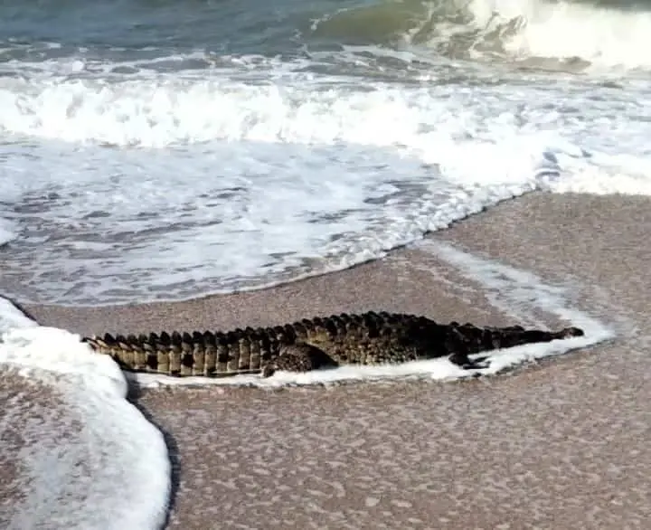El cocodrilo fue visto por diversas personas. FOTO: Cortesía