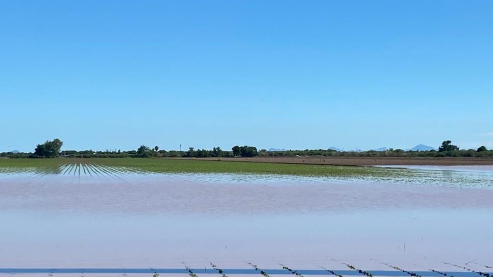 Aumentan cultivos dañados por la tormenta «Norma» en Sinaloa