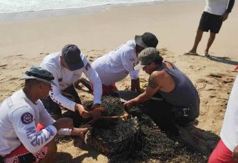 Policía Acuática captura a un cocodrilo en Playa Cerritos, Mazatlán