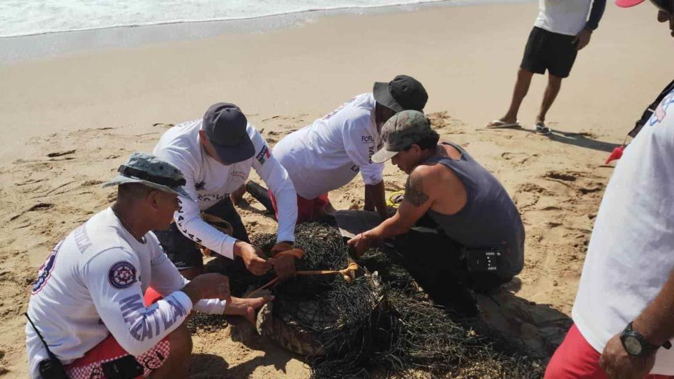 Policía Acuática captura a un cocodrilo en Playa Cerritos, Mazatlán