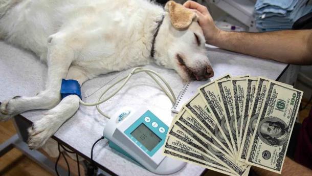 ¿Cuánto gana un veterinario en Estados Unidos?