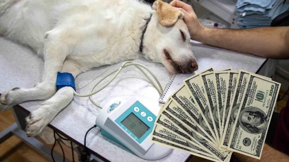¿Cuánto gana un veterinario en Estados Unidos?