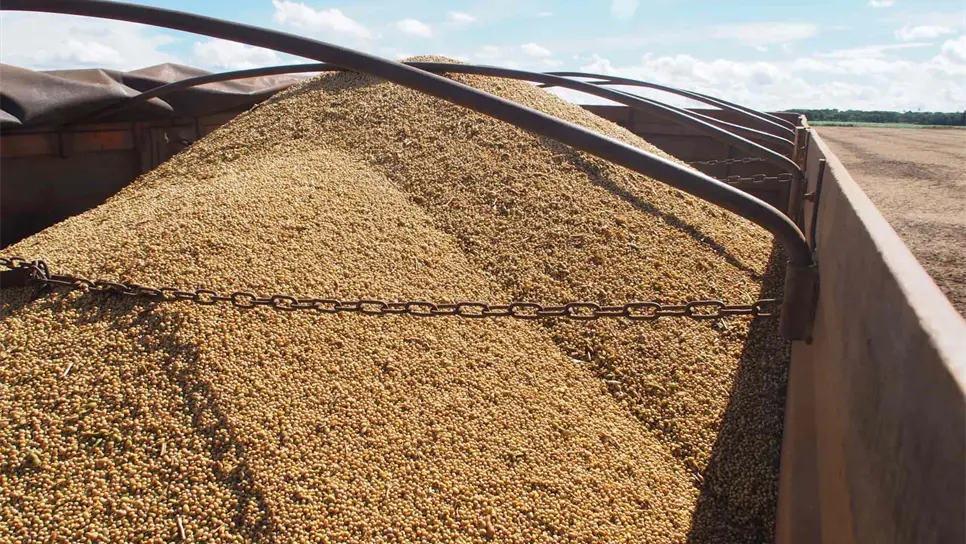 En este escenario, este jueves, los futuros de maíz a julio del 2024 ganaron 0.4 dólares para ubicarse en 182.5 dólares.