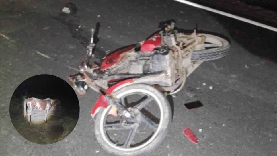 Muere motociclista al chocar contra un caballo en una carretera de Guasave