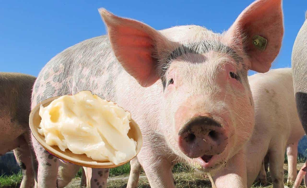 FOTO: Manteca de Puerco.