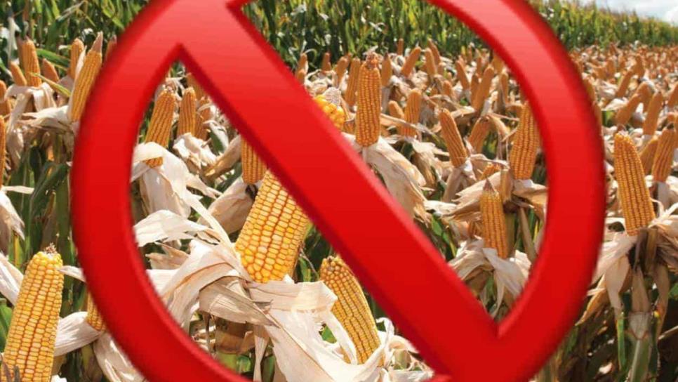 Módulos de riego en Sinaloa se oponen a la siembra de maíz