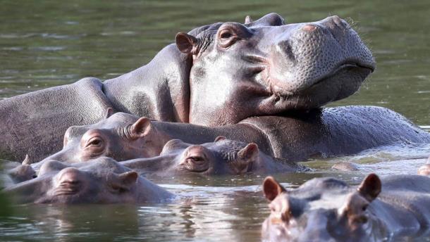 Hipopótamos de Pablo Escobar: ¿cuándo llegan a Sinaloa y dónde se quedarán?