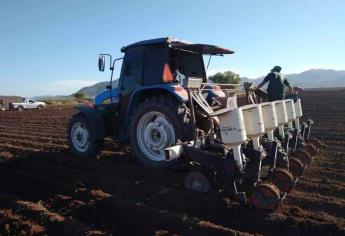 Autorizan siembra de sorgo para otoño-invierno en norte de Sinaloa