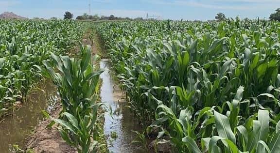 Crítica producción de granos por sequía en Sinaloa