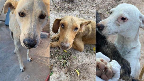 Fundación «Patitas con causa» denuncia intoxicación de mascotas por agua con agroquímicos