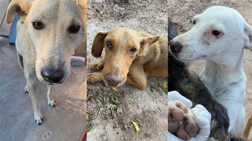 Más de 20 perros han presentado problemas de salud. FOTO: Cortesía