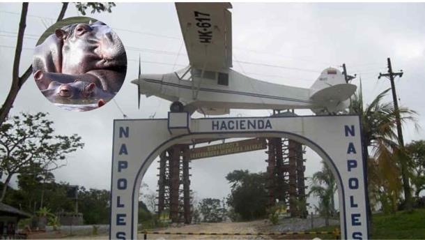 Hipopótamos de Pablo Escobar no vendrán a Culiacán