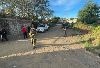 Ataque de abejas en Mazatlán deja una perrita y dos personas lesionadas