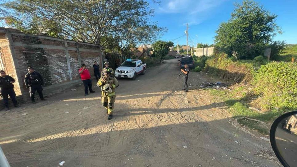 Ataque de abejas en Mazatlán deja una perrita y dos personas lesionadas