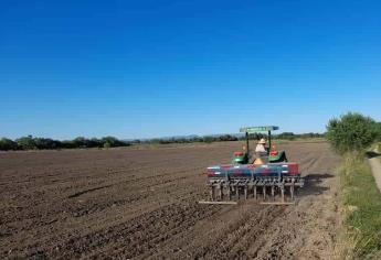 Vence el plazo de siembra de frijol en Sinaloa