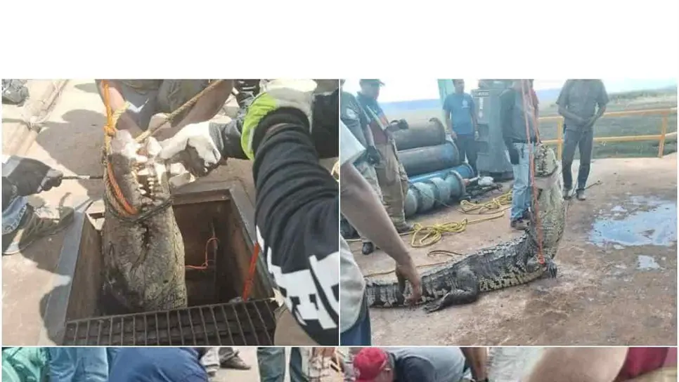 FOTO: Localizan cocodrilo en alcantarilla.