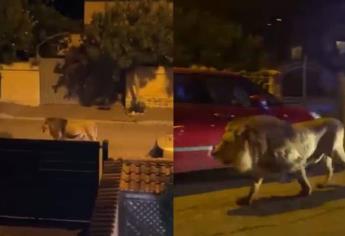 León se escapa de un circo y recorre las calles de Italia | VIDEO