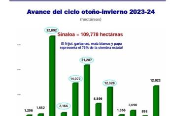 ¿Qué se está sembrando en Sinaloa? 