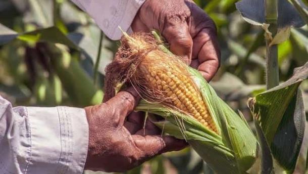 Agricultores advierten problemas de comercialización por presupuesto 2024
