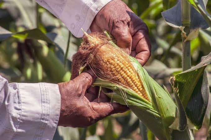 Agricultores advierten problemas de comercialización por presupuesto 2024