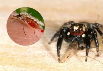 Conoce a la araña «chupasangre»; el arácnido que combate la malaria
