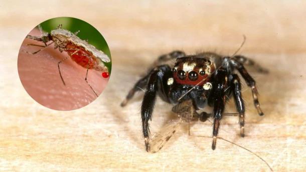 Conoce a la araña «chupasangre»; el arácnido que combate la malaria
