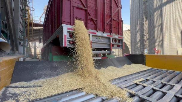 El precio del maíz pierde 3 dólares en la Bolsa de Chicago