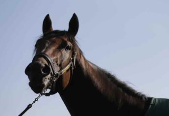 Inmobiliaria en Tijuana se hace viral por regalar un caballo en la compra de un terreno 