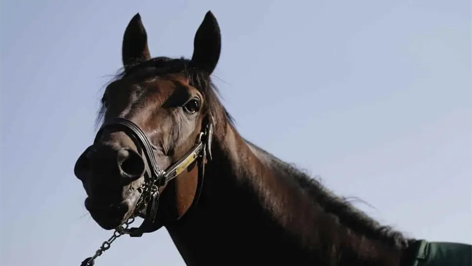 Inmobiliaria en Tijuana se hace viral por regalar un caballo en la compra de un terreno