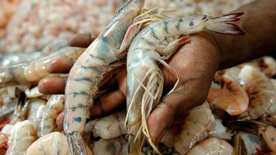 El contrabando de camarón amenaza a pescadores de Sinaloa