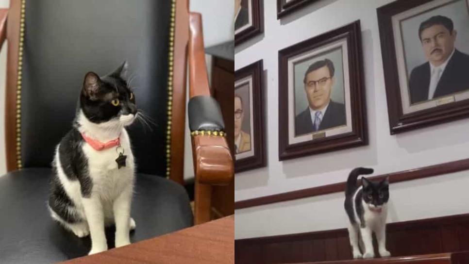 Cruella: la gatita más famosa que maúlla y se codea con políticos en Sinaloa