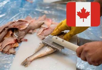 Empleo en Canadá ofrece $20 mil al mes sin necesidad de estudios ni inglés; aquí los requisitos