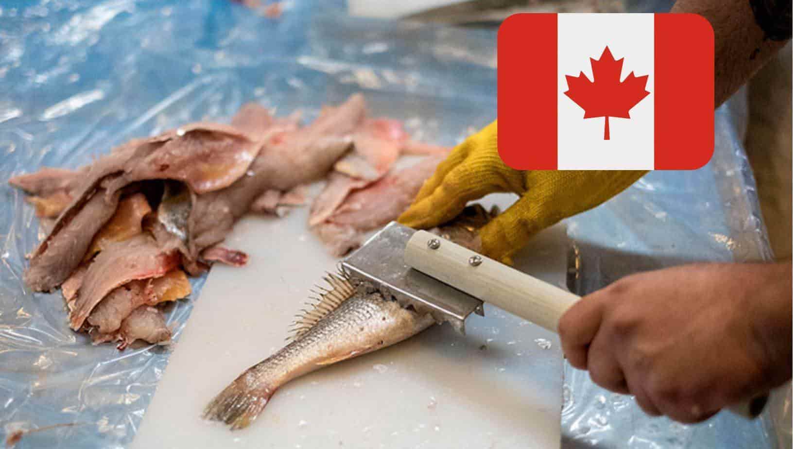 Conoce la oferta de trabajo que ofrece Canadá. | FOTO: Temática.