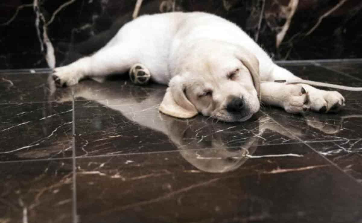 Perros en Estados Unidos sufren misteriosa enfermedad respiratoria - estos son los síntomas