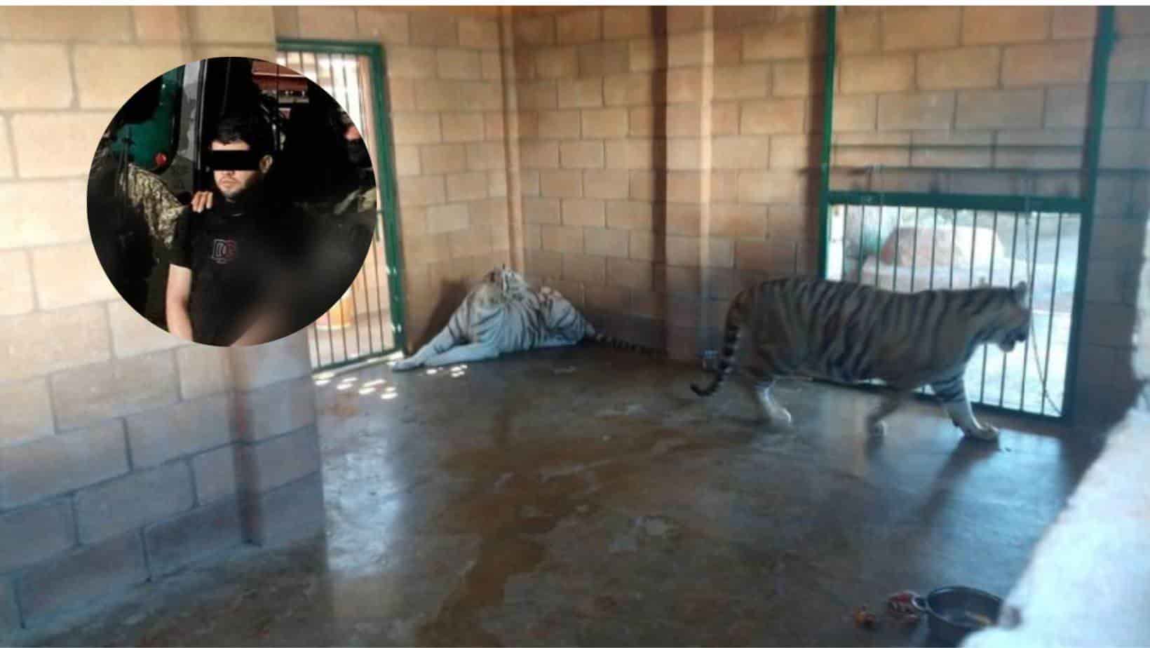 «El Nini» vivía entre lujos excéntricos y felinos exóticos en Culiacán. | FOTO: Cortesía.