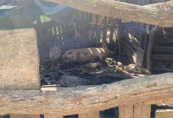Denuncian supuesta venta de carne de cerdos enfermos en Los Mochis