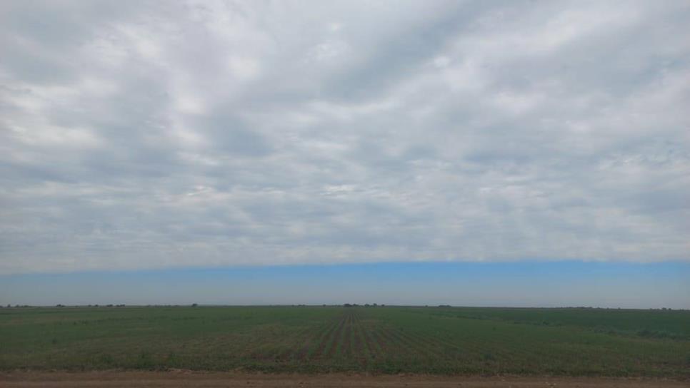 Crisis en el campo sinaloense por sequía