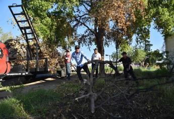 «Norma» ya se fue, ¿tu árbol caído no? Esto es lo que debes hacer en Ahome