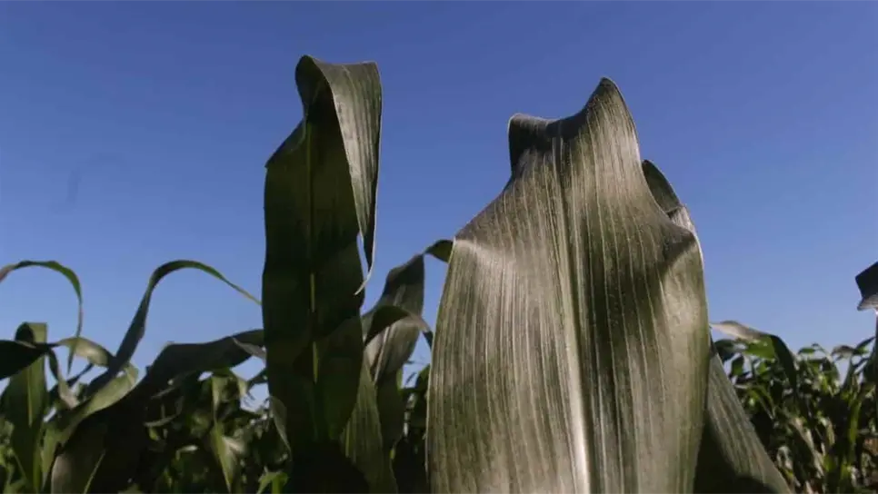 Pronostican heladas para Sinaloa. | FOTO: Archivo.